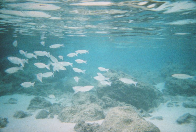 Snorkeling_Fishes