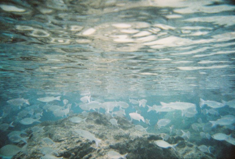 Snorkeling_Fishes2
