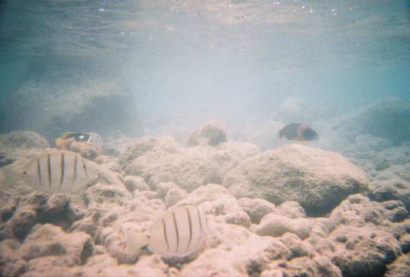 Snorkeling_Fishes3