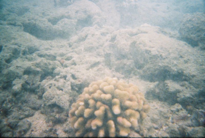 Snorkeling_TheSeaBed